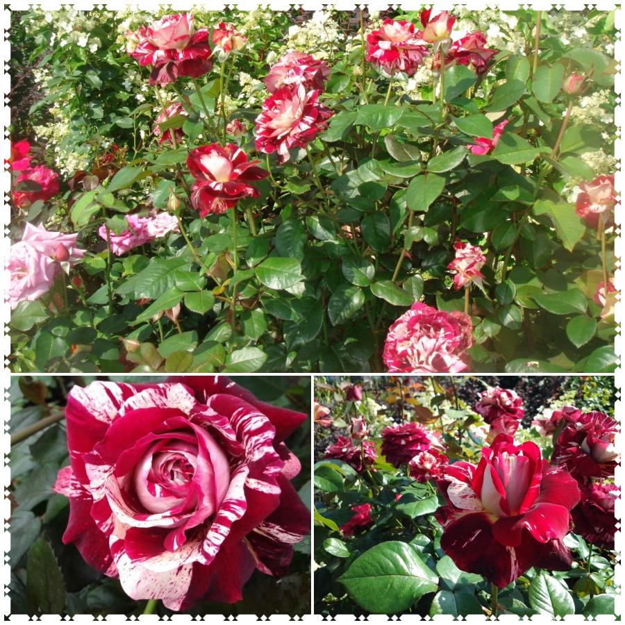 Róża wielkokwiatowa JULIO IGLESIAS